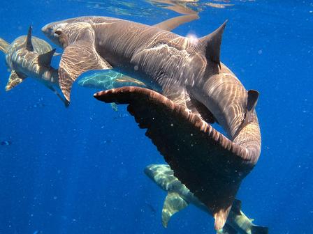 Shark swims around smaller sharks