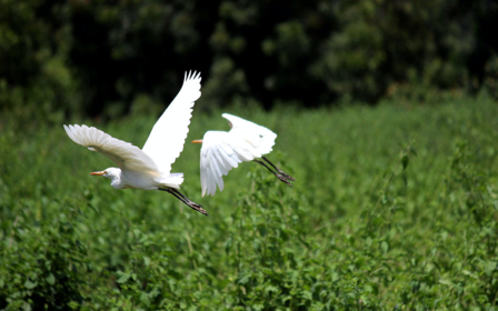 Biodiversidad de especies en humedales