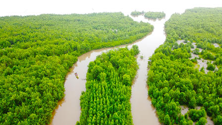 Restored Mangrove Area at Beringhole, District Nickerie