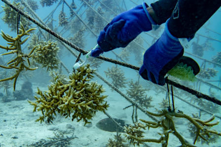 Coral Restoration in Seychelles