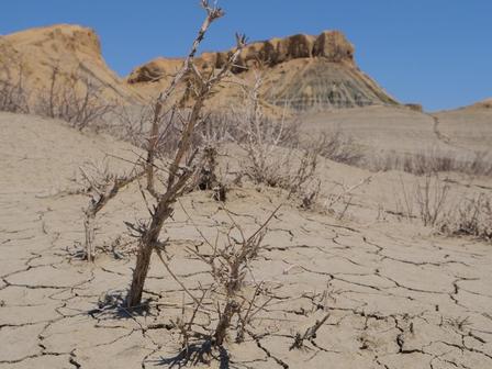 a close up of a desert area