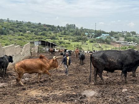 a herd of cattle standing on top of a dry grass field