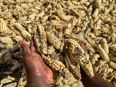 Farmer holding maize damaged by drought.