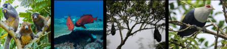 endangered species from Comoros