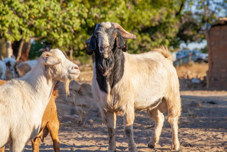 a herd of sheep standing 