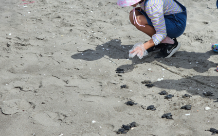 Liberación de tortugas golfinas en la playa de El Venado; Marcovia, Choluteca