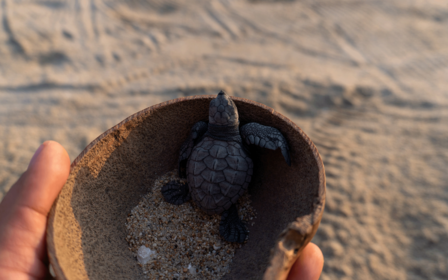 Tortuga golfina