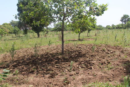 a tree in the middle of a field