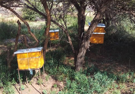 Figure 6: Honey-bee farming by women’s group in positively deviant communities. 