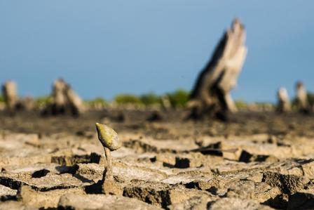 a mangroove sitting on top of a dirt field