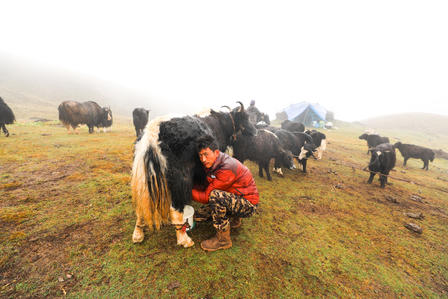 a herd of cattle standing on top of a grass covered field