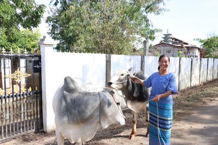 a cow is standing in front of a fence