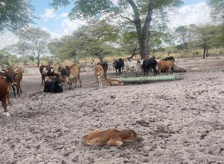 a herd of cattle lying at the water point