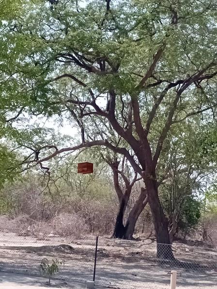bee keeping under a tree
