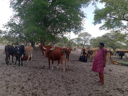 a herd of cattle at a water point