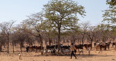 A person walks among a group of cows and goats under a sparse tree in a dry landscape.
