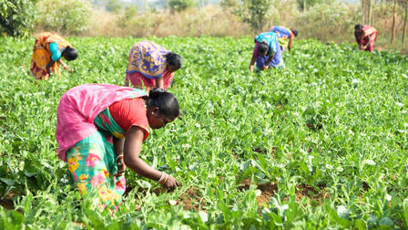Women working in a green field, tending to crops under a sunny sky.