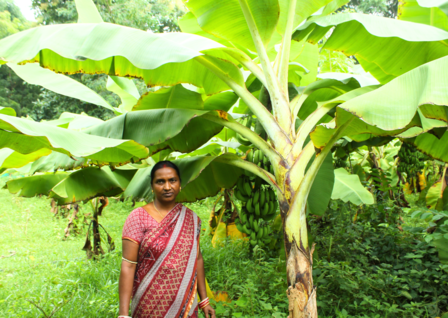 Woman in a red sari standing beside a banana plant in a lush green garden.