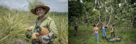 Woman smiling with pineapples in a field; group harvesting fruit from trees nearby.
