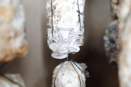 Cluster of white mushrooms growing on a substrate in a cultivation setup.