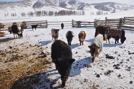 Cattle wearing colorful blankets in a snowy pasture with mountains in the background.