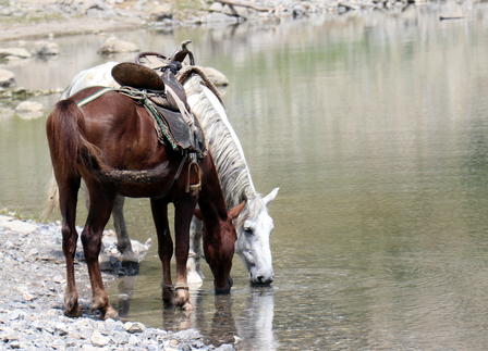 Two horses, one brown and one white, drinking water by a rocky riverbank.