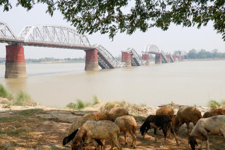 A herd of sheep grazes near a river, with a damaged metal bridge in the background.