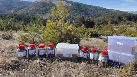 Piloting Direct Seeding with Aerial Drones: A New Hope for Forests