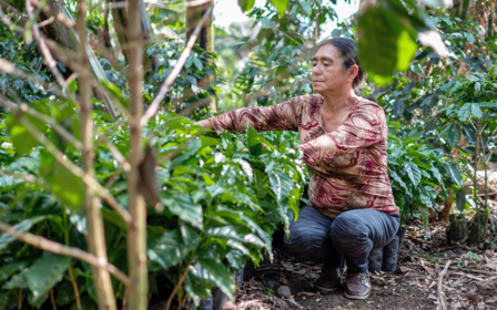 A woman kneels among lush coffee plants, attentively examining the leaves.