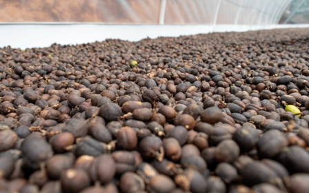 A close-up view of dried coffee beans spread out on a surface.