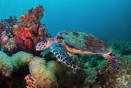A sea turtle swims near vibrant coral in clear blue water.