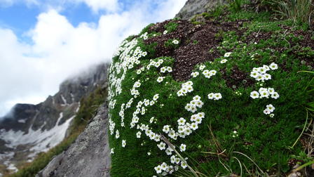 White flowers blooming on a green hillside, with mountains and cloudy sky in background.