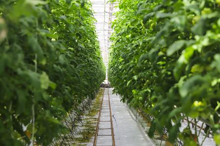 Lush green plants line a narrow walkway in a greenhouse, with sunlight filtering through.