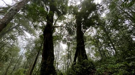Towering trees shrouded in mist, surrounded by lush greenery in a tranquil forest.