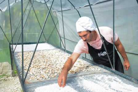 A man in a white hat and apron sprinkles salt onto drying racks inside a greenhouse.
