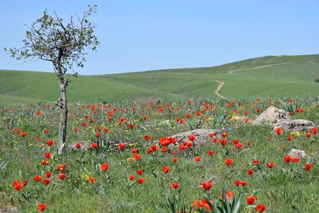 A solitary tree stands in a colorful meadow filled with red flowers and green hills.
