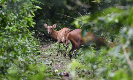 Two deer are seen in a lush green forest, partially obscured by foliage.