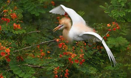 A white bird with orange plumage takes off from a branch adorned with red flowers.