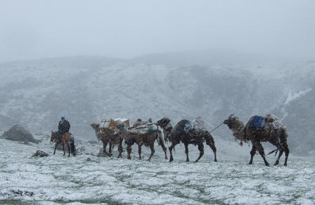 Cameramen guide a line of camels through a snowy landscape under a misty sky.