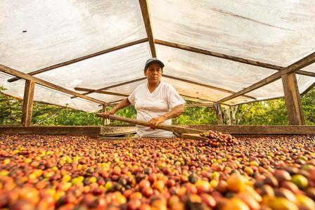 A woman sifts through a large bed of coffee cherries under a shelter.