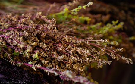 Dried herbs with varying shades of brown, green, and purple, arranged in a natural setting.