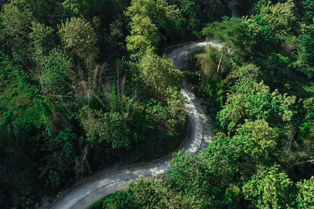 Winding road through dense green forest foliage.