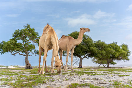 Two camels grazing in a grassy area with a backdrop of trees and a clear sky.