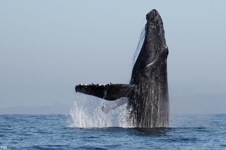 Photograph of a whale's tail fluke rising from the ocean with spray.
