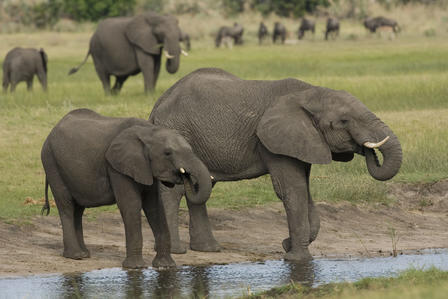 Two elephants at a watering hole on a grassy savanna, with a herd in the distance.