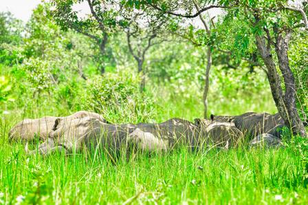 Rhinos at Ziwa Rhino Sanctuary
