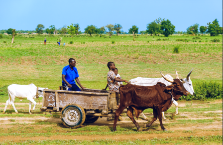 Two people ride a wooden cart pulled by a brown ox across a grassy field; a white goat stands nearby.
