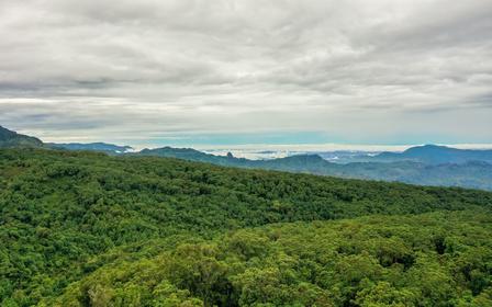  Forest Cover at Mountain Elgon National Park