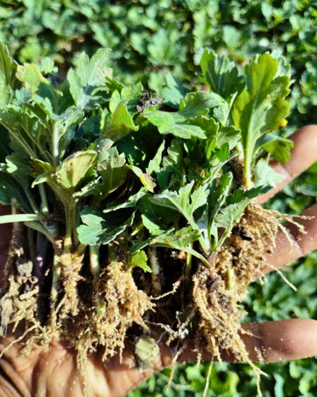 A hand holding a plant showing its roots.