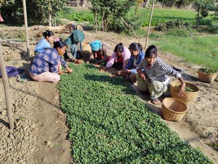 A group of women plant flowers.